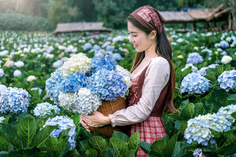 Hydrangeas