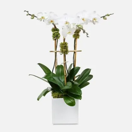 ps21026_classic_3 stem_orchid_ceramic_white