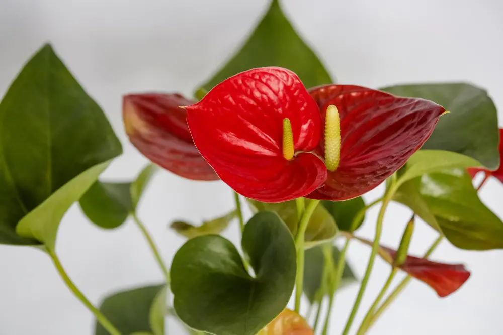 Anthurium Symbol of Love and Romance