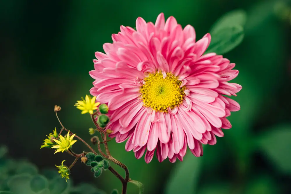 Chrysanthemum flower