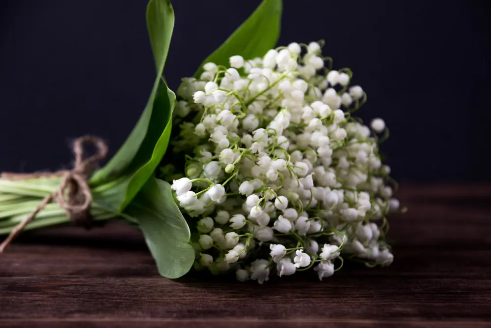 Lily of the Valley