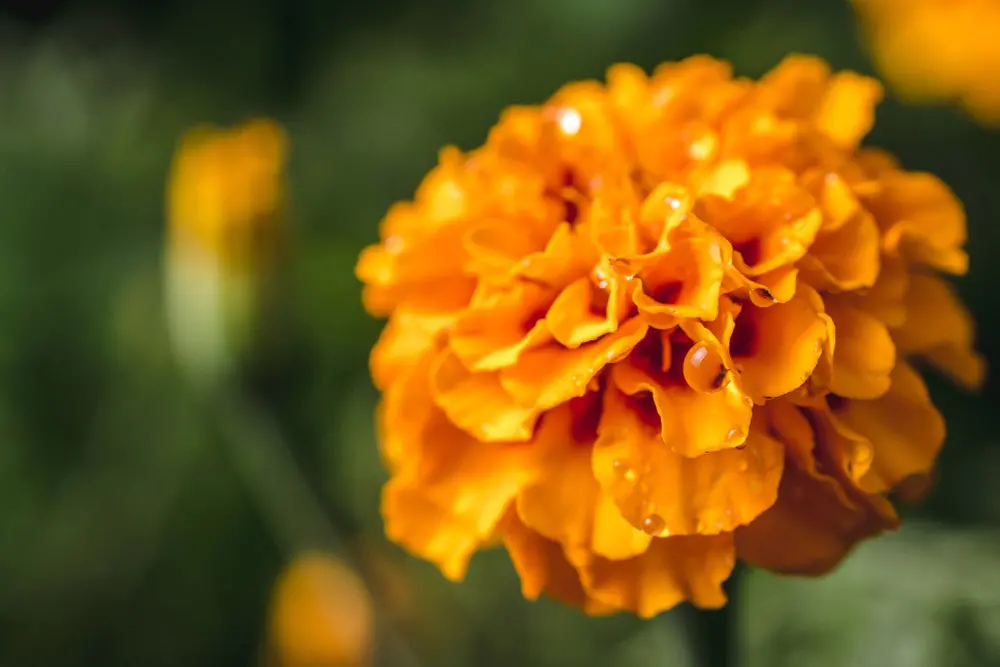 Marigold flower