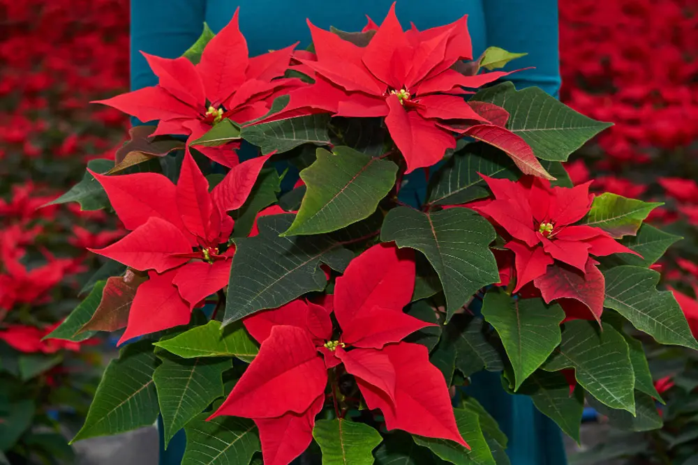 Poinsettia