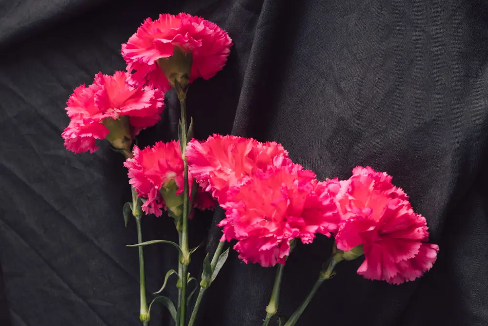 carnation flower