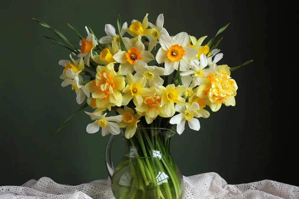 daffordle flower