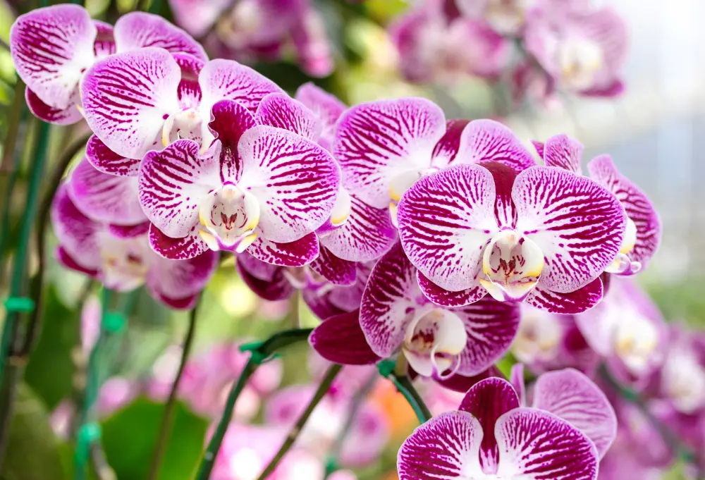 orchid