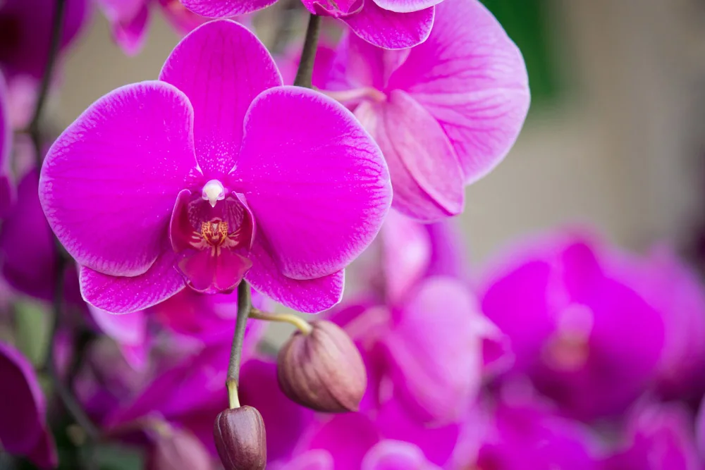 Orchids