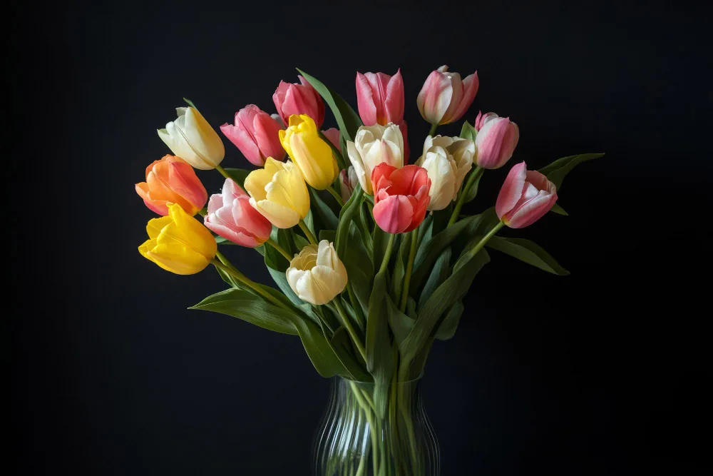 Tulips