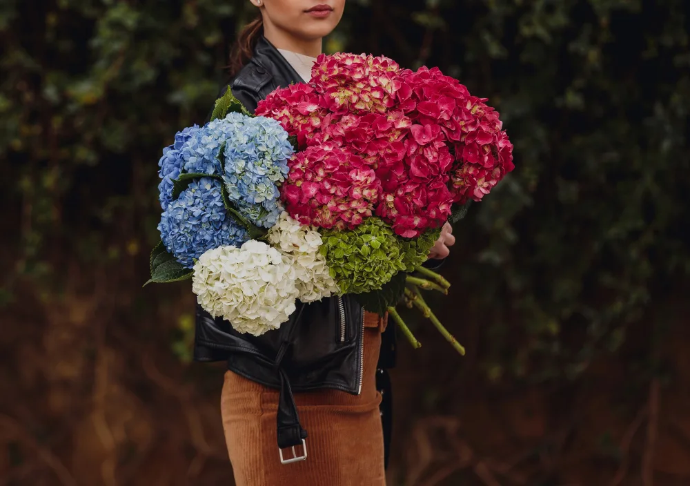 Hydrangeas